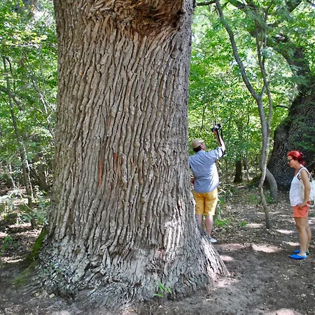 Delta Marina Сфынту-Георге