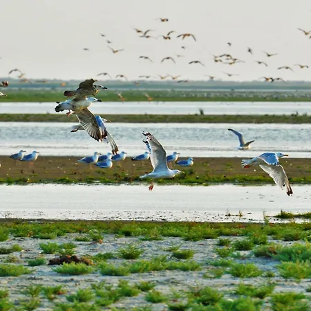 Konukevi Delta Marina Sfântu Gheorghe